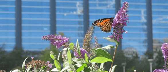 butterfly on a purple lilac at Discovery Park